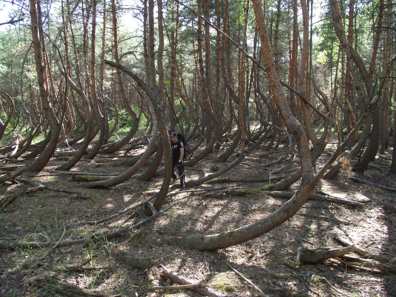 Исследователь аномальных явлений Дмитрий Савва побывал в “пьяном” лесу. Это загадочное место в Рязанской области, где растут странно изогнутые деревья.