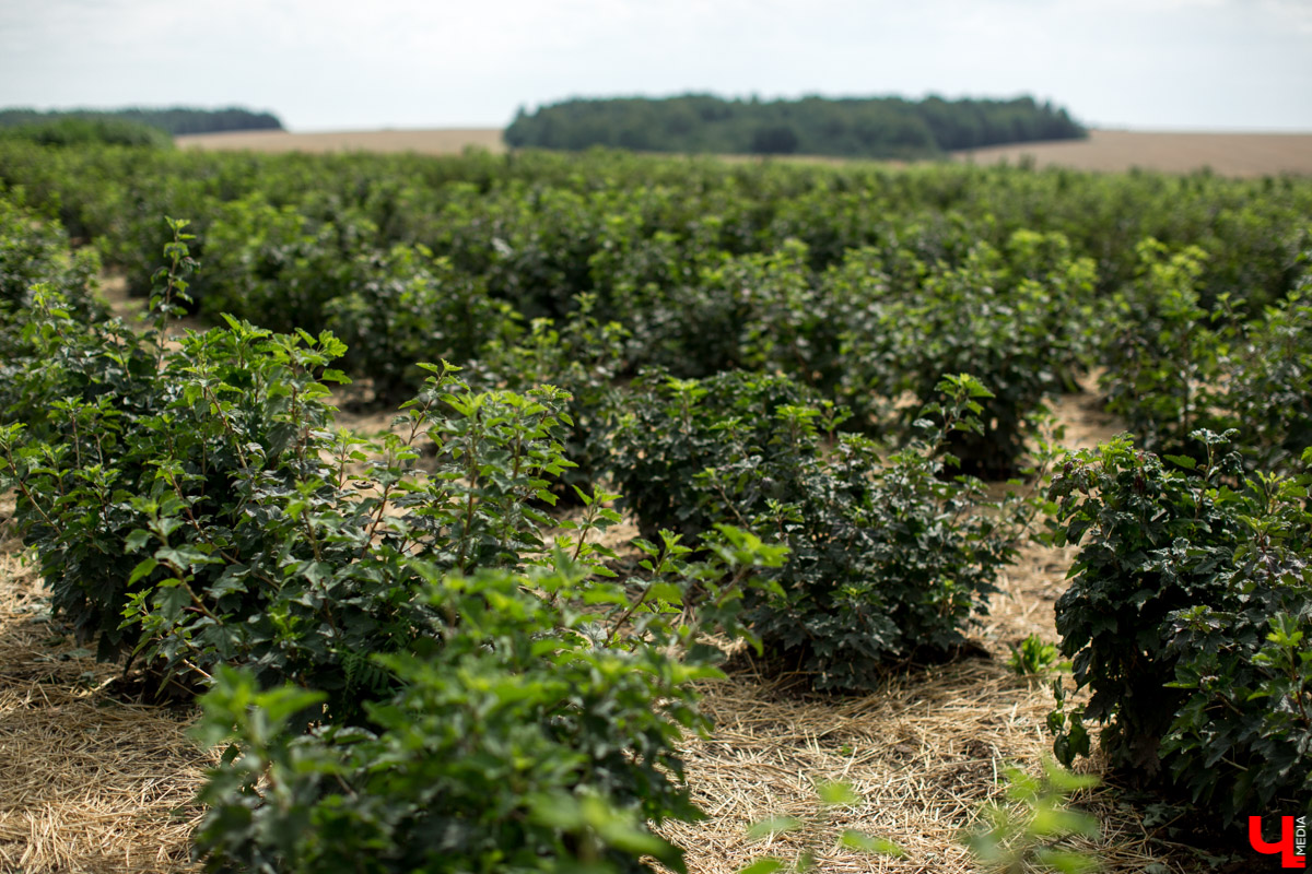 В Юрьев-Польском районе реализуется уникальный проект “Малина в шоке”. Владимирский хлебокомбинат планирует выращивать ягоды в промышленных масштабах