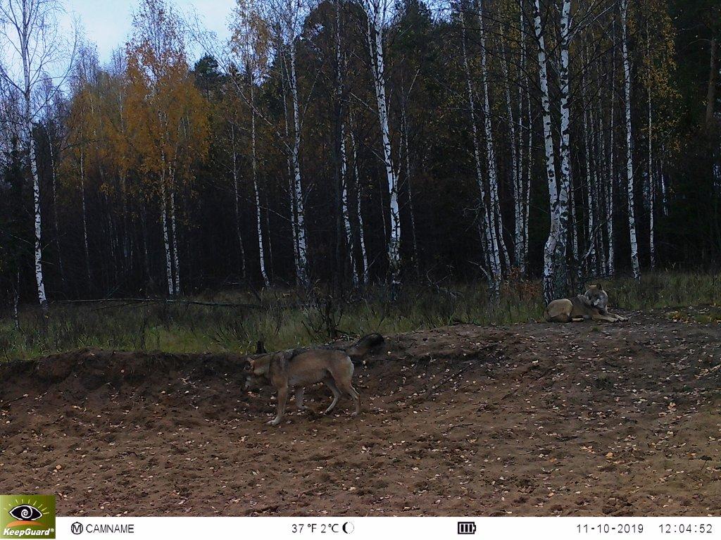 Опубликована новая серия снимков, которые сделали фотоловушки в Клязьминско-Лухском заказнике. В кадре зубр, лоси, волки и кабаны
