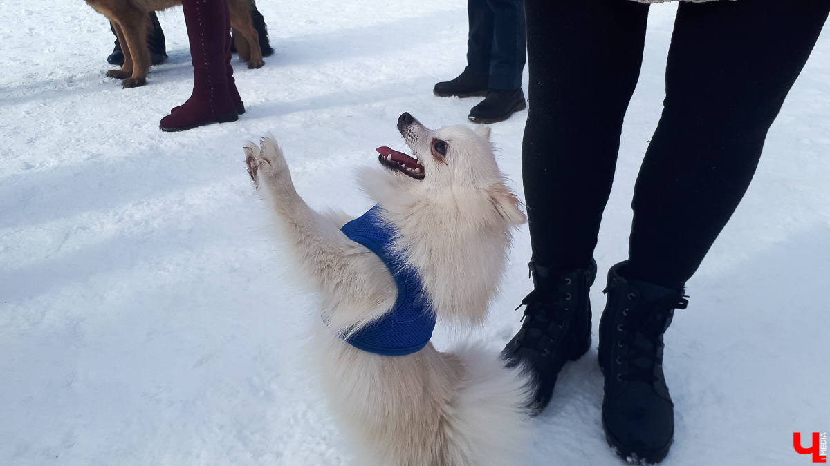 15 февраля в парке «Дружба» провели «Праздник собаки». Четвероногие и их владельцы участвовали в конкурсах, а также устроили важную акцию