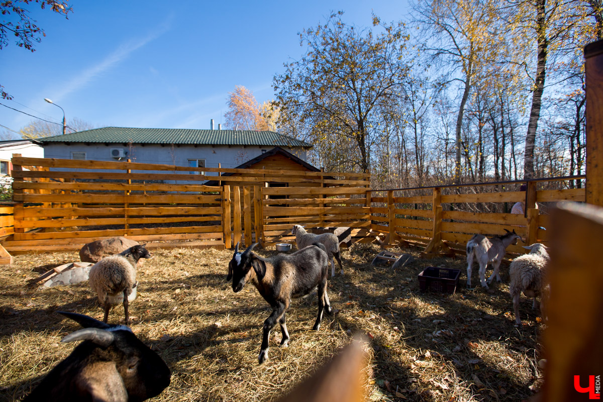 Мини-ферма с козами и сыром