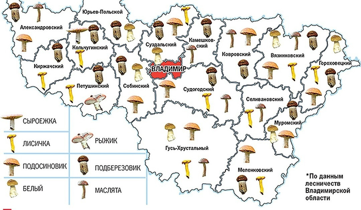 Владимирская область вошла в топ-5 самых грибных регионов России. А куда конкретно лучше ехать «на промысел»?