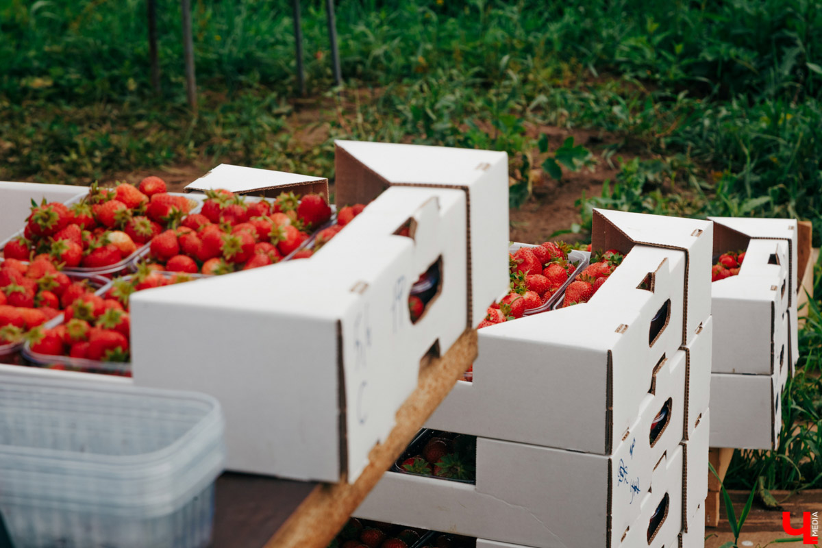 У большинства местных хозяйств клубника уже отходит, а у новой семейной фермы «Суздальская ягода» он только начинается