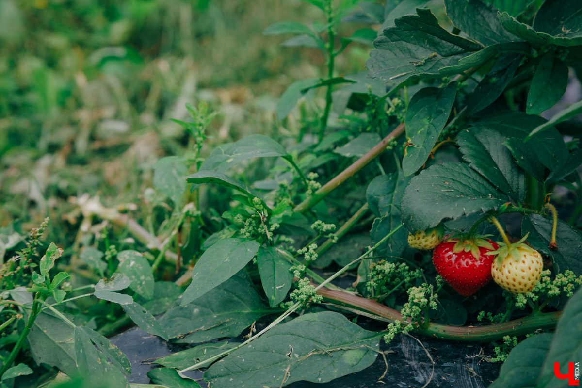 У большинства местных хозяйств клубника уже отходит, а у новой семейной фермы «Суздальская ягода» он только начинается