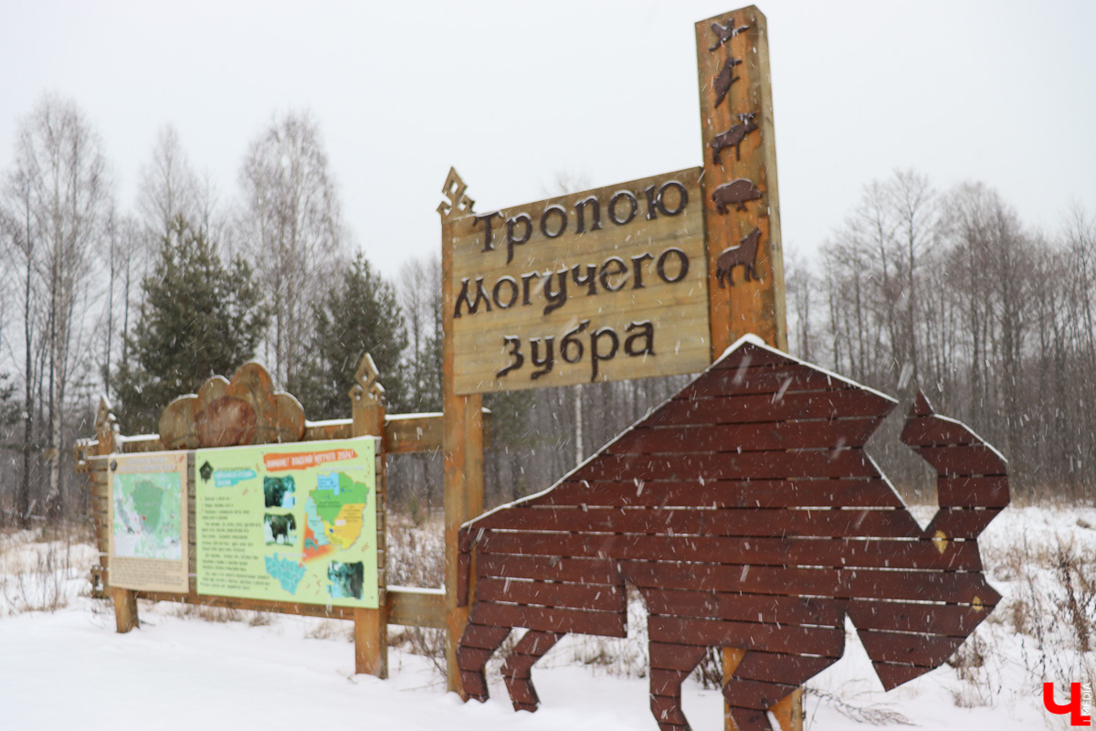 Вязниковский Турцентр устроил экскурсию к зубрам в Клязьминско-Лухском заказнике.