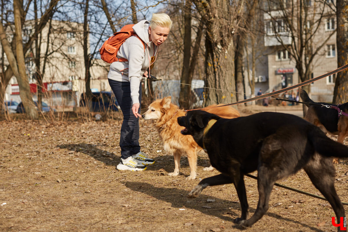 Владимирские волонтеры объединились, чтобы построить просторный частный приют для бездомышей вдали от цивилизации. Туда можно будет приезжать и всей семьей комфортно проводить с животными время.