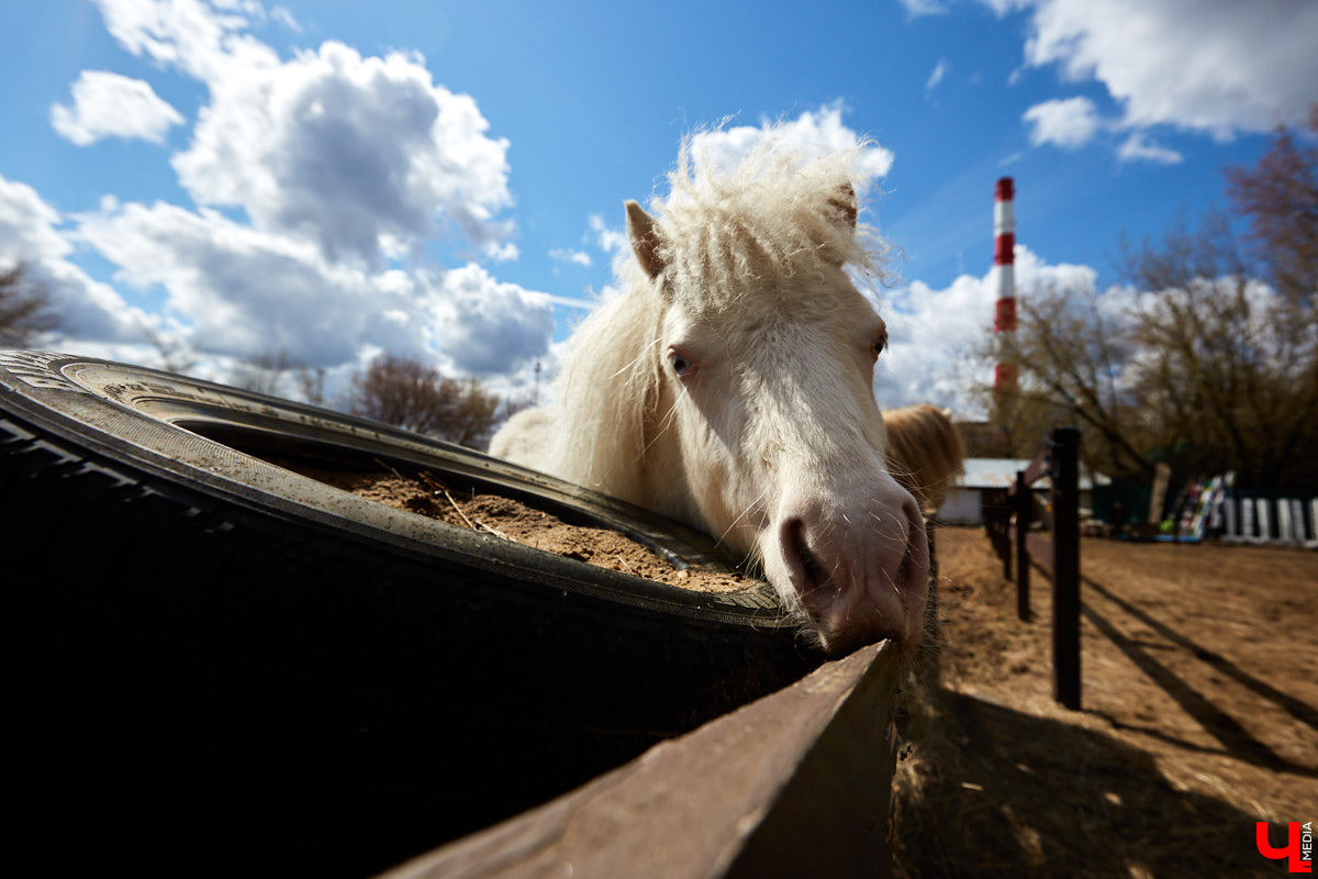 Оказывается, во Владимире живут мини-пони! В России их не так уж и много, а потому мы решили познакомиться с удивительно маленькими лошадками поближе!