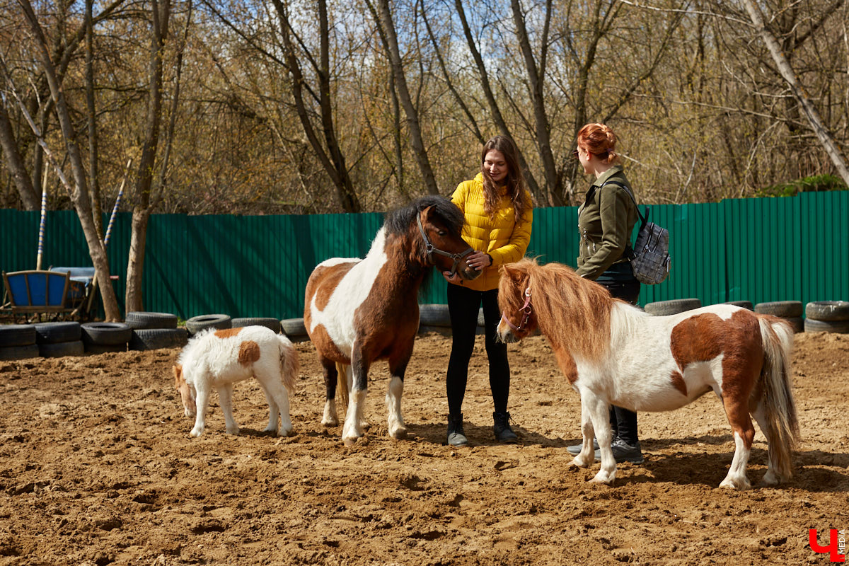 Оказывается, во Владимире живут мини-пони! В России их не так уж и много, а потому мы решили познакомиться с удивительно маленькими лошадками поближе!
