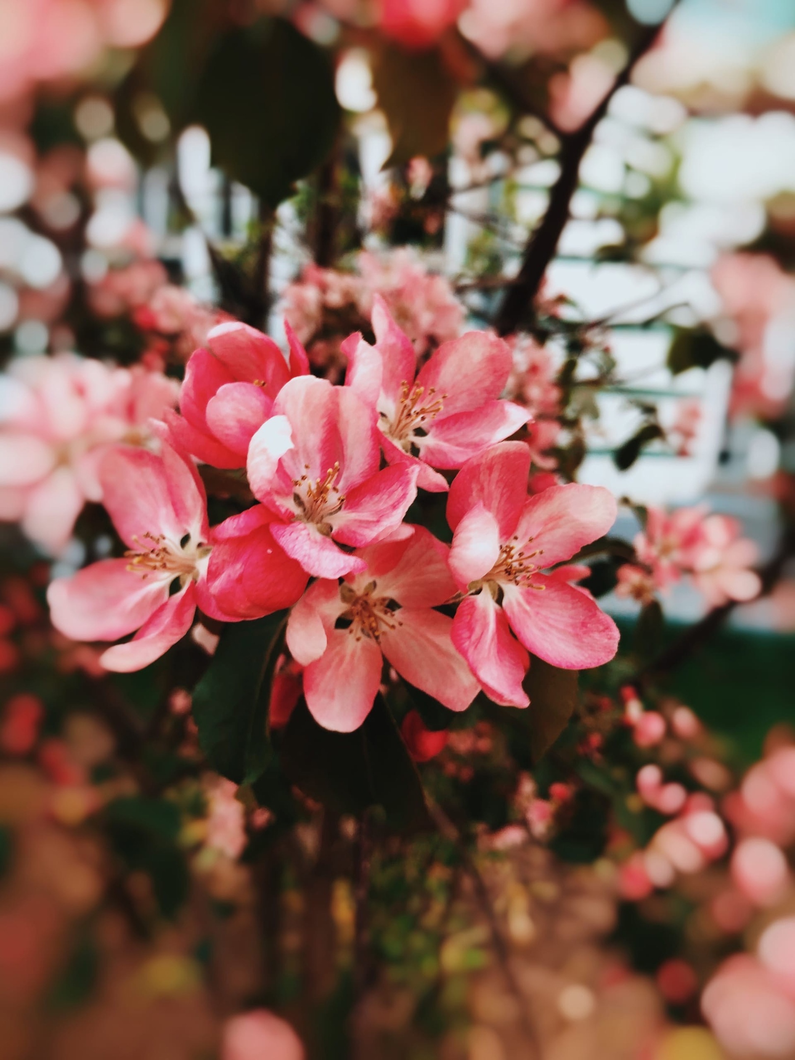 Любуемся майским цветением и узнаем, где прямо сейчас можно сделать красивые снимки