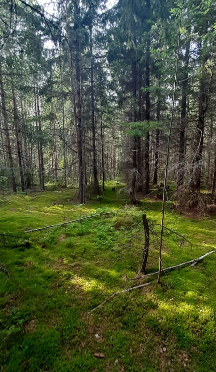 Леса нашего региона славятся разнообразием и обилием грибов. «Ключ-Медиа» выведал у тихой охотницы Марины Рубенковой, куда можно нагрянуть с пустой корзиной.