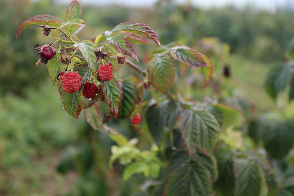 Проект «Малина в шоке» вышел на урожай 12 тонн ягод с 20 гектаров. Компании нужно войти в программу финансирования, чтобы стать лидером по производству.