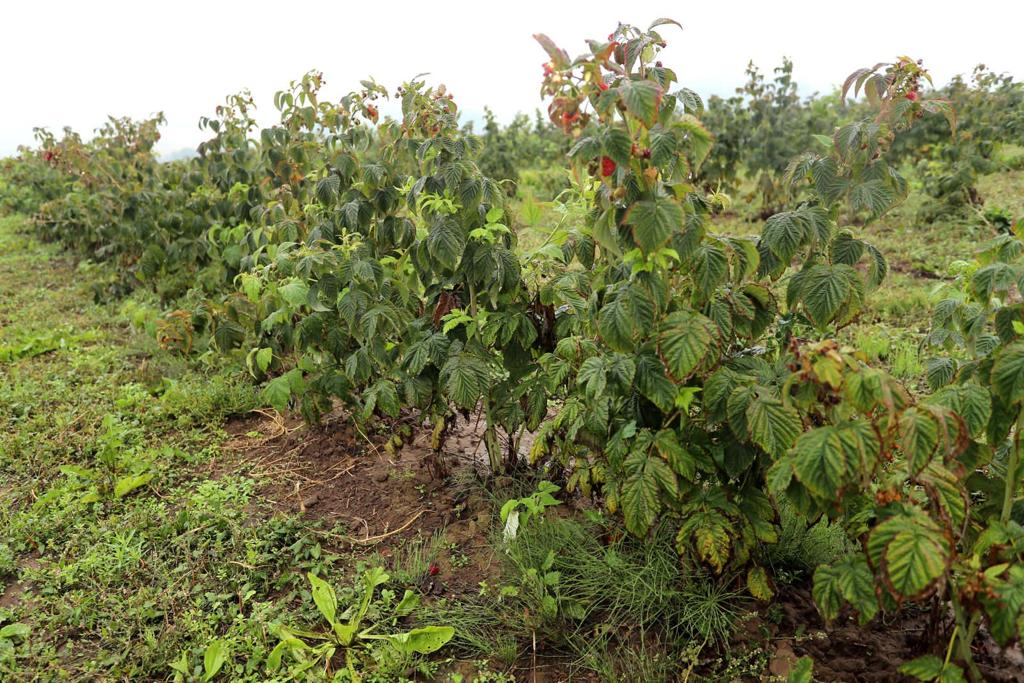 Проект «Малина в шоке» вышел на урожай 12 тонн ягод с 20 гектаров. Компании нужно войти в программу финансирования, чтобы стать лидером по производству.