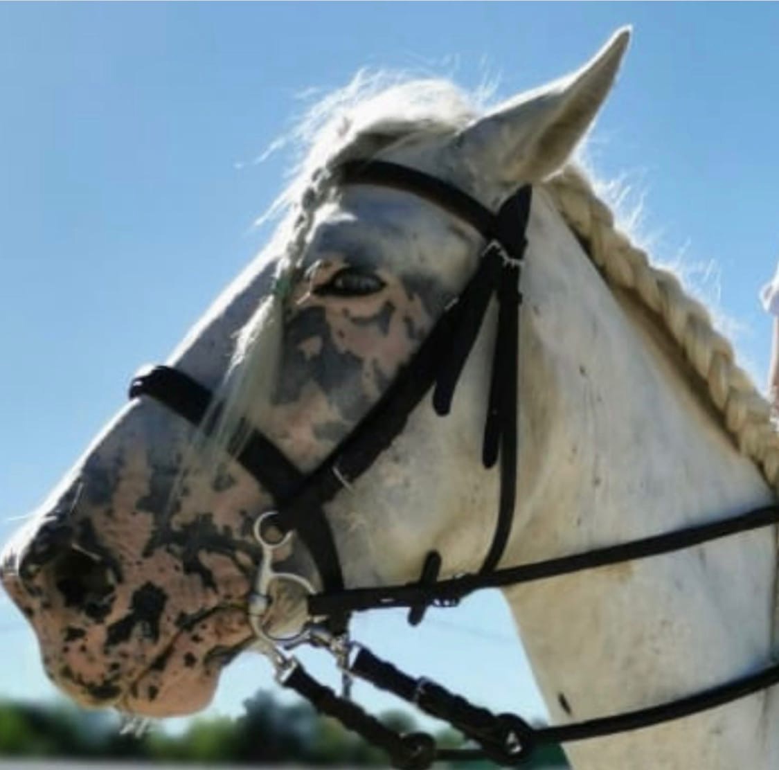 В Муроме родился эксклюзивный жеребенок. Второго такого, уверяют специалисты центра конного спорта и иппотерапии «Зеленая слобода», нет во всей стране.