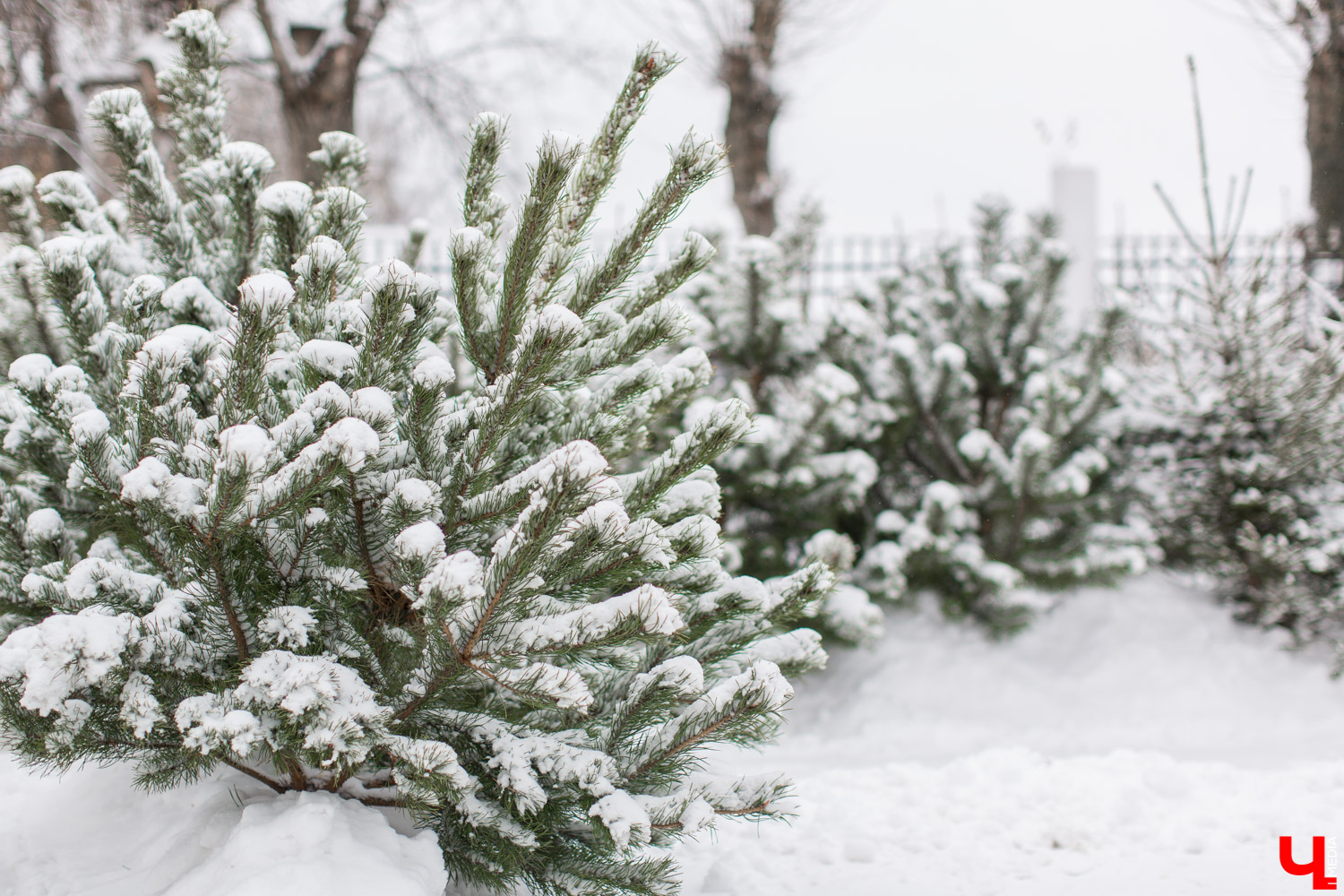 Купить елку в областном центре можно будет в пяти специально оборудованных точках с 24 декабря по 31 декабря.