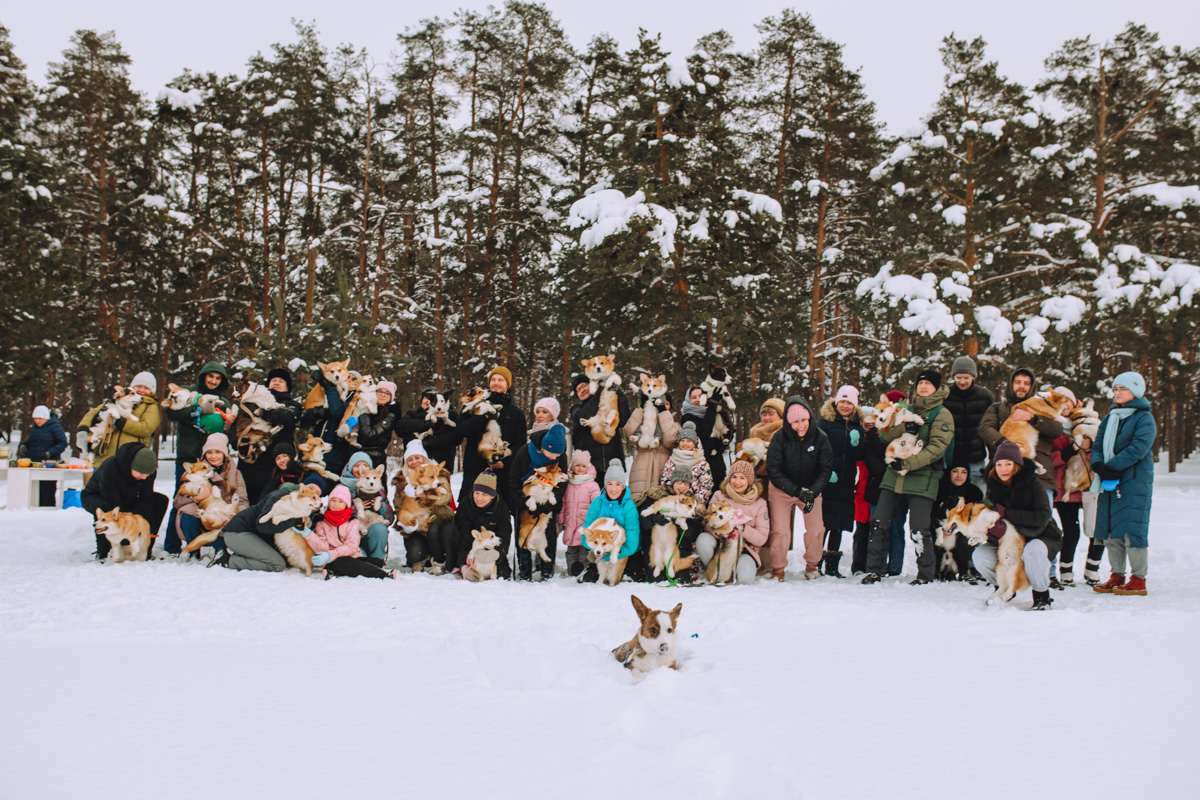 Владимирское корж-комьюнити продолжает развиваться! Более 30 пушистых пёселей снова встретились в Загородном парке на коргитусе.