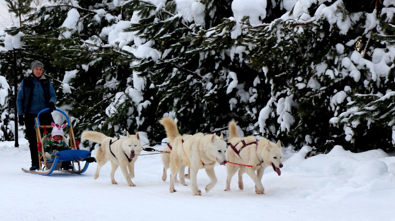 Мы на экваторе зимы. Есть еще полтора месяца, чтобы сделать снежные снимки. Предлагаем отправиться на настоящую фотоохоту: погулять на свежем воздухе и запечатлеть оленей, зубров и северных собак.