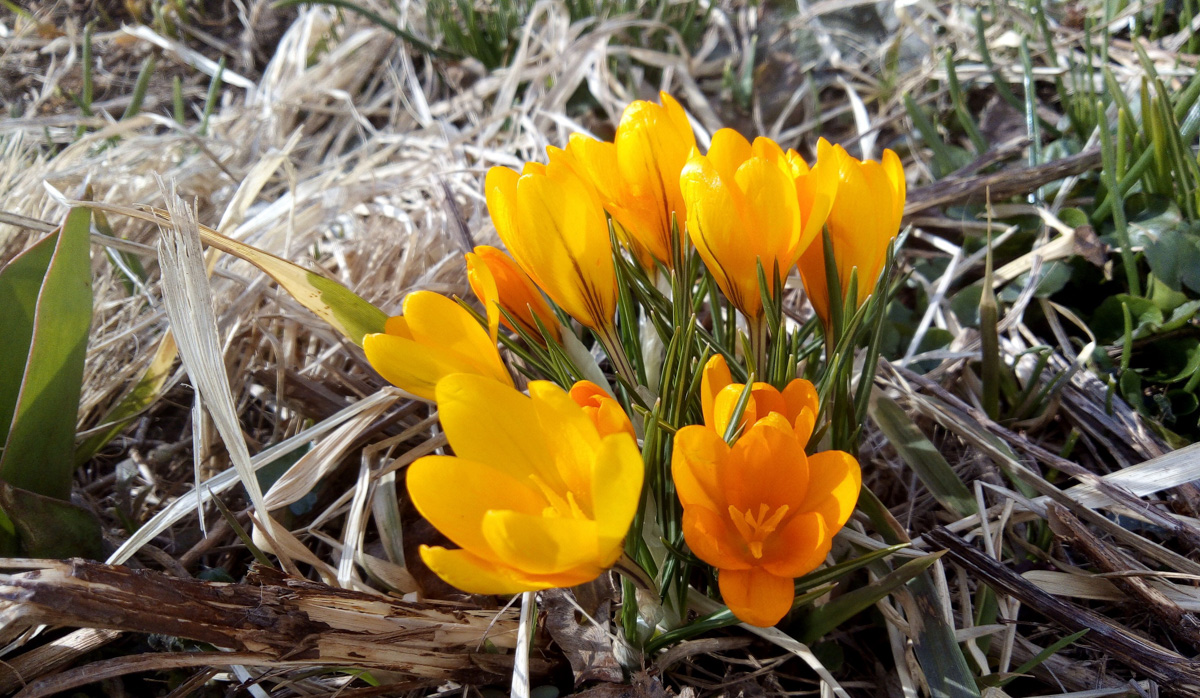 Аномально теплая погода в марте подарила жителям области возможность полюбоваться первыми цветами раньше срока. Жаль, что скоро яркие крокусы спрячутся под снегом…