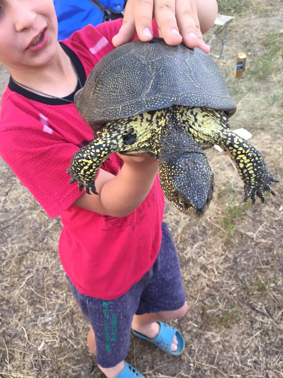 В городском пруду жители Владимира нашли красноухую черепаху