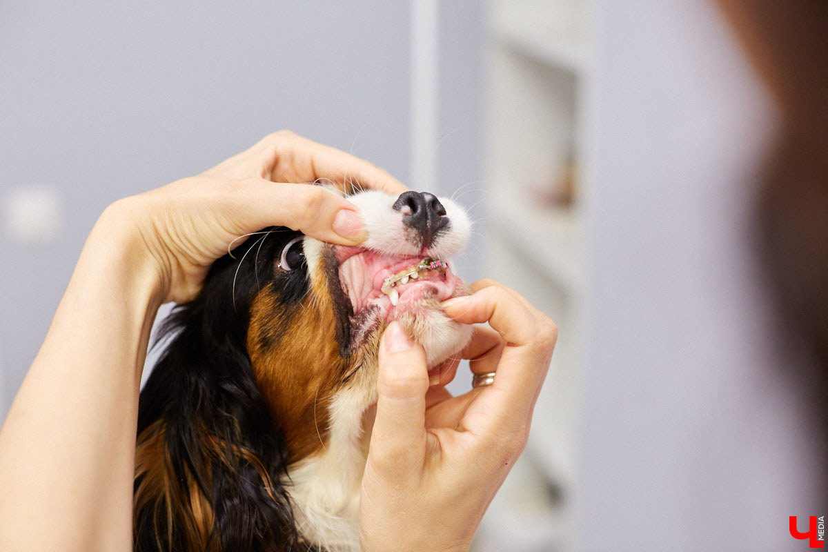 Мало кто знает, но животных надо регулярно показывать стоматологу. Профилактика и лечение полости рта может решить много проблем. И если чистка и удаление зубов — уже процедура привычная, то брекетами удивить еще можно. Кому они показаны, и где их можно установить? Разбираемся вместе.