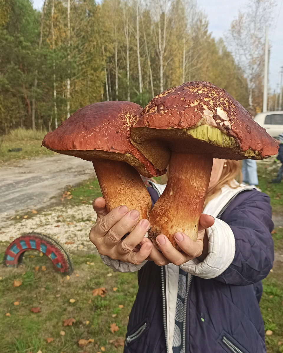 Жители Владимирской области делятся фотографиями грибов невероятных размеров. «Чудо-полянки», где они спрятаны, раскиданы по всему региону. И ходить далеко не надо. Одной находки хватит на ужин целой семье. Биологи уверены, огромные грибы в этом году – явление вполне объяснимое.