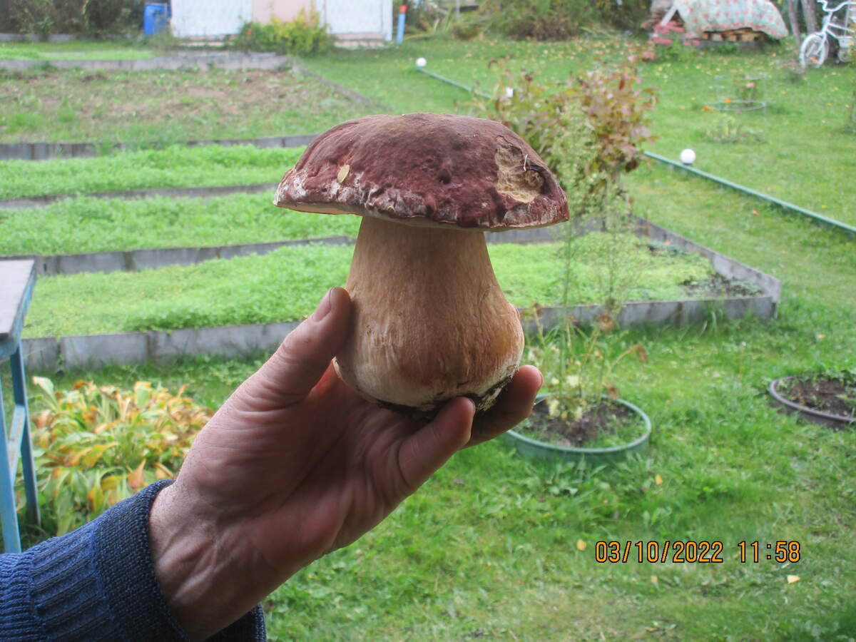 Жители Владимирской области делятся фотографиями грибов невероятных размеров. «Чудо-полянки», где они спрятаны, раскиданы по всему региону. И ходить далеко не надо. Одной находки хватит на ужин целой семье. Биологи уверены, огромные грибы в этом году – явление вполне объяснимое.
