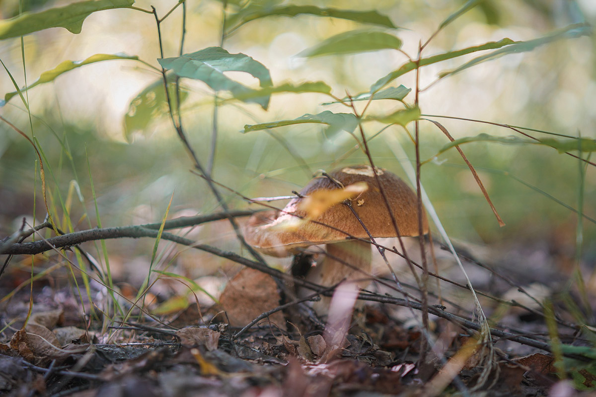Жители Владимирской области не теряют время зря. В погожие деньки они с удовольствием гуляют по лесу с корзинками. И результаты тихой охоты впечатляют. В регионе настоящий грибной бум.