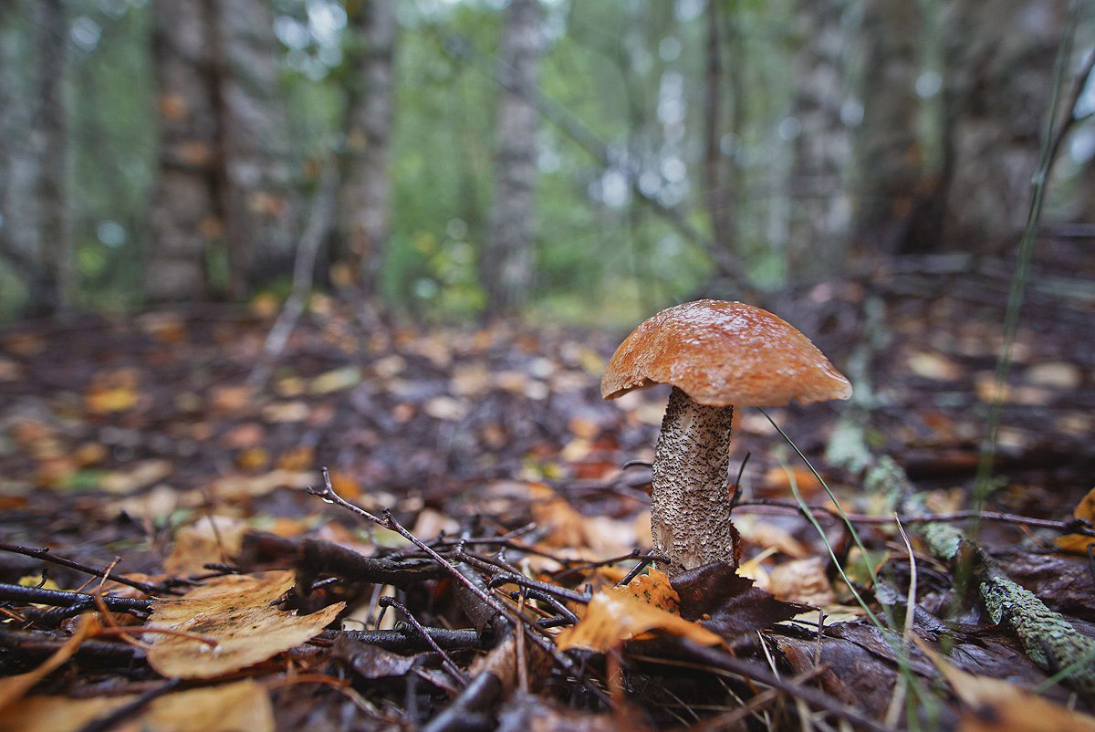 Жители Владимирской области не теряют время зря. В погожие деньки они с удовольствием гуляют по лесу с корзинками. И результаты тихой охоты впечатляют. В регионе настоящий грибной бум.