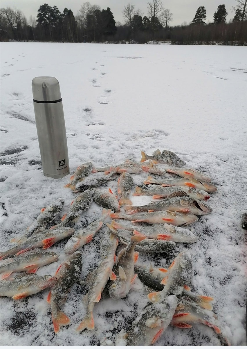 Владимирские рыбаки уже открыли сезон подледной ловли. Любителей посидеть на морозе с удочкой можно было заметить с начала недели. И если одни говорят, что время твердой воды настало, то другие предупреждают: лед под ногами трещит.