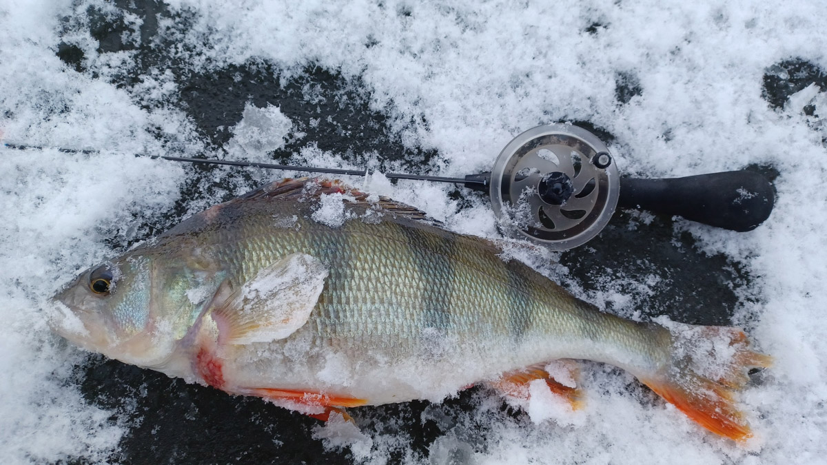 Владимирские рыбаки уже открыли сезон подледной ловли. Любителей посидеть на морозе с удочкой можно было заметить с начала недели. И если одни говорят, что время твердой воды настало, то другие предупреждают: лед под ногами трещит.