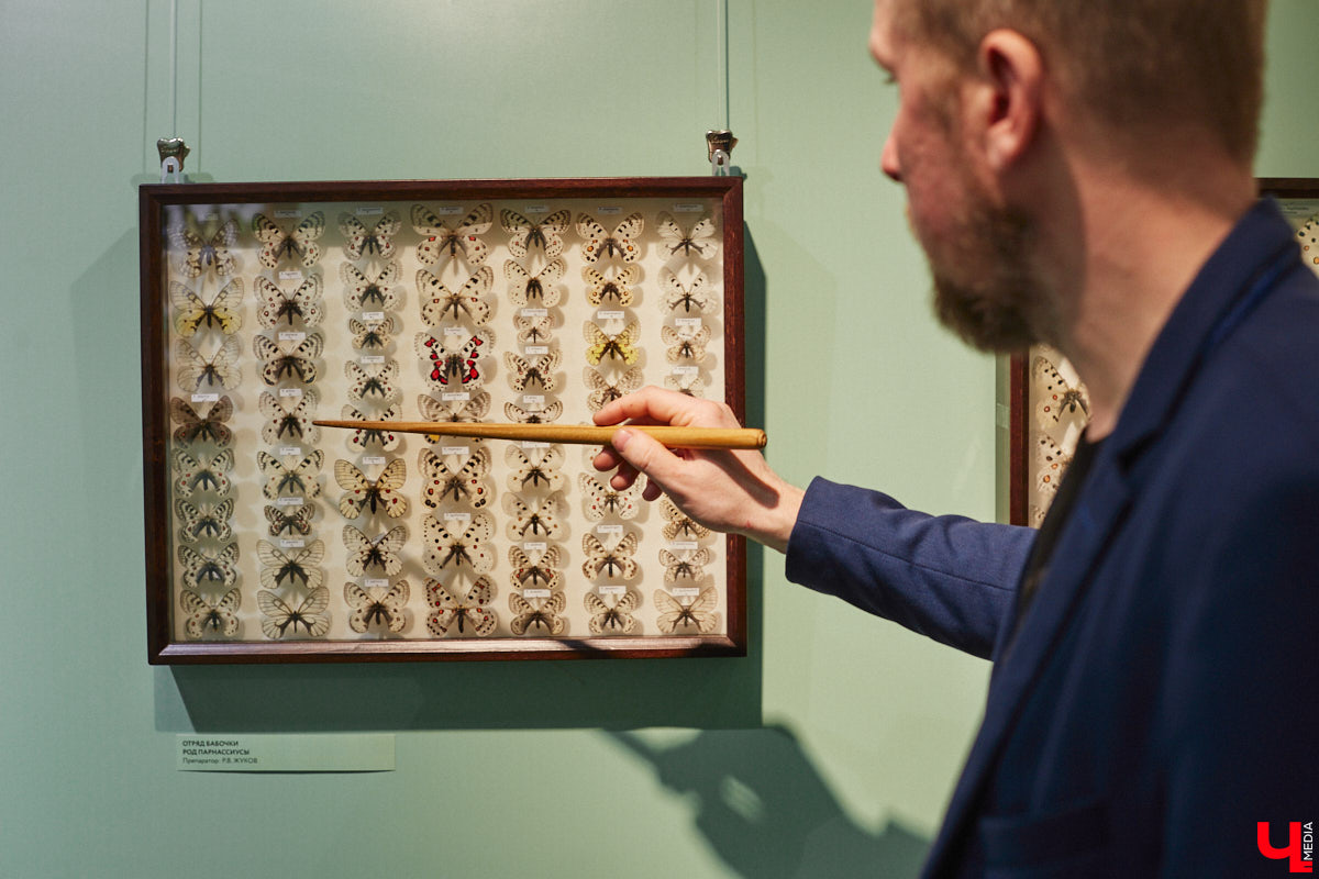 Руслан Жуков собрал коллекцию членистоногих. Одних только бабочек у него несколько тысяч, также он добавил к ним жуков, кузнечиков и даже тараканов. Всего за стеклом хранится четыре тысячи экземпляров, больше половины из них представлено на персональной выставке владимирского биолога в Музее природы.