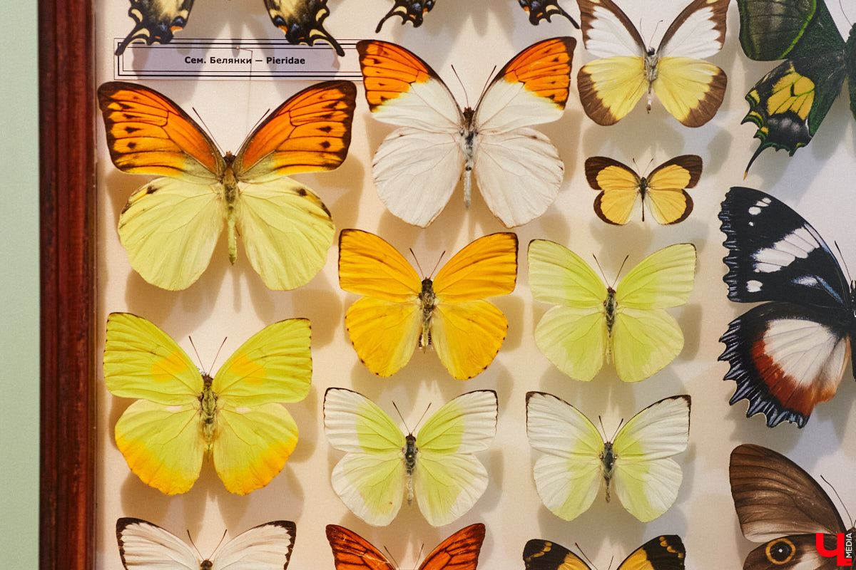 Руслан Жуков собрал коллекцию членистоногих. Одних только бабочек у него несколько тысяч, также он добавил к ним жуков, кузнечиков и даже тараканов. Всего за стеклом хранится четыре тысячи экземпляров, больше половины из них представлено на персональной выставке владимирского биолога в Музее природы.