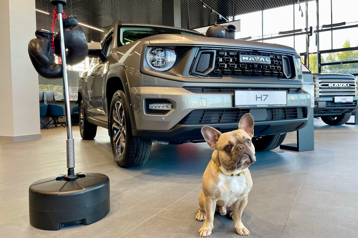 Во Владимире, на улице Куйбышева, 38, открылся новый автосалон HAVAL PRO. Таким образом, рамные внедорожники и кроссоверы повышенной проходимости получили свой собственный адрес, а у владимирцев появился больший простор для выбора. Разбираемся, чем примечателен новый шоу-рум.