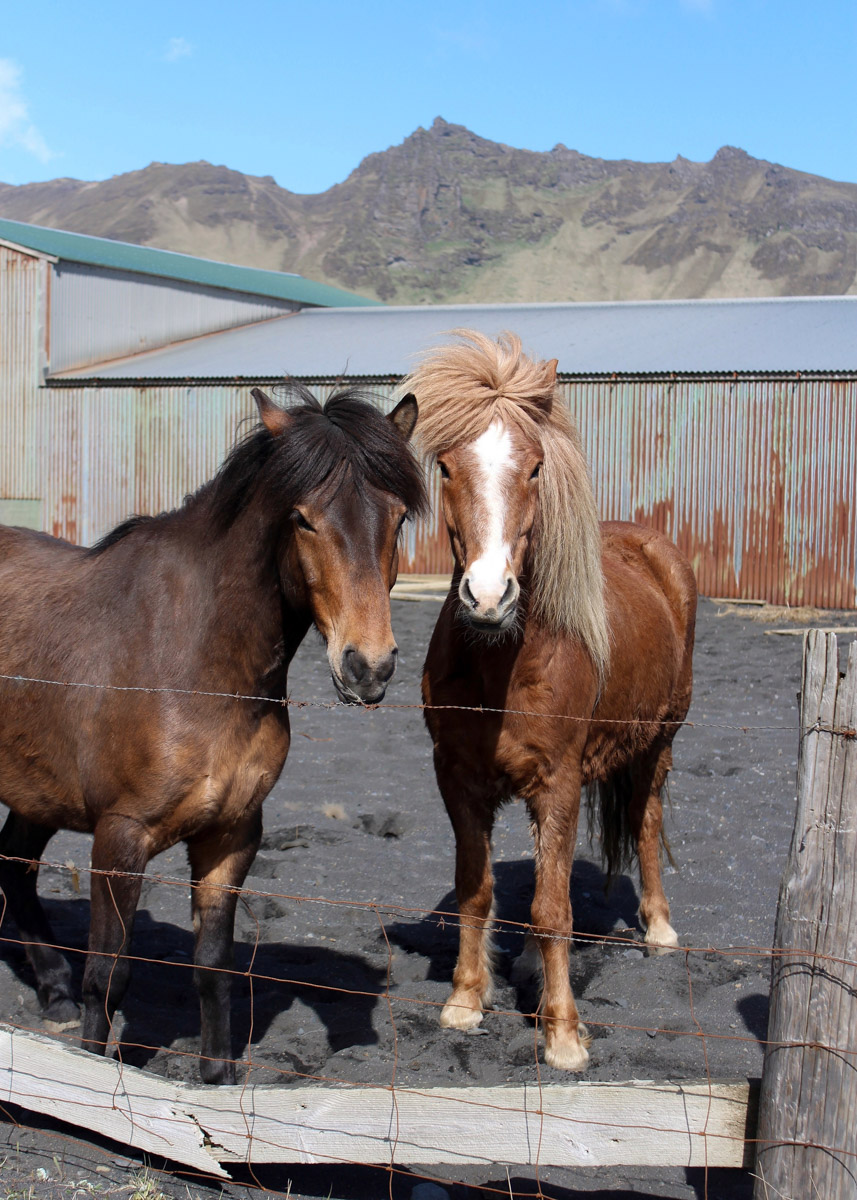 Исландию называют страной льда и огня, а ее пейзажи сравнивают с марсианскими. Оценить воочию непокорную красоту острова решаются только самые смелые. Например, такие, как опытная путешественница из Владимира Екатерина Холмина. Впечатлениями, полученными в краю контрастов, она поделилась с «Ключ-Медиа».