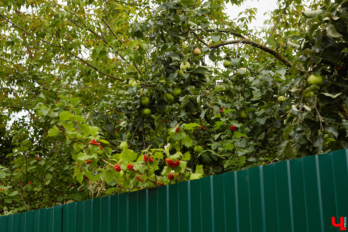 Лес рубят — щепки летят: сей факт в очередной раз испытывают на себе жители Владимира. Теперь — из микрорайона Юрьевец, где ради реновации аэропорта Семязино уничтожили деревья на площади в 13 гектаров. В то же время Старые сады у ДДюТ огородили забором, закрыв проход к роднику. Рассказываем со всеми деталями. 