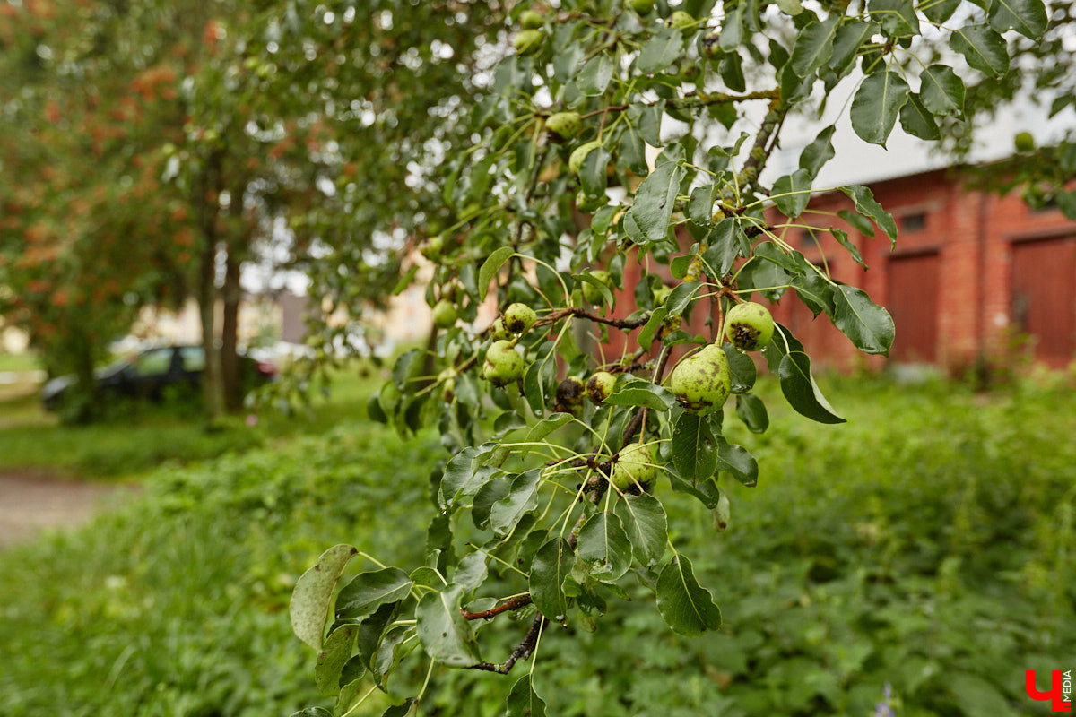 Юлия Лобова знает Пиганово от и до. Она приехала сюда с Урала в четырехлетнем возрасте. Жила в пятиэтажке с родителями, потом построила с мужем дом, вырастила двоих детей, теперь воспитывает внуков. Городской микрорайон менялся на ее глазах. Каким он был полвека назад, владимирский искусствовед рассказала «Ключ-Медиа».