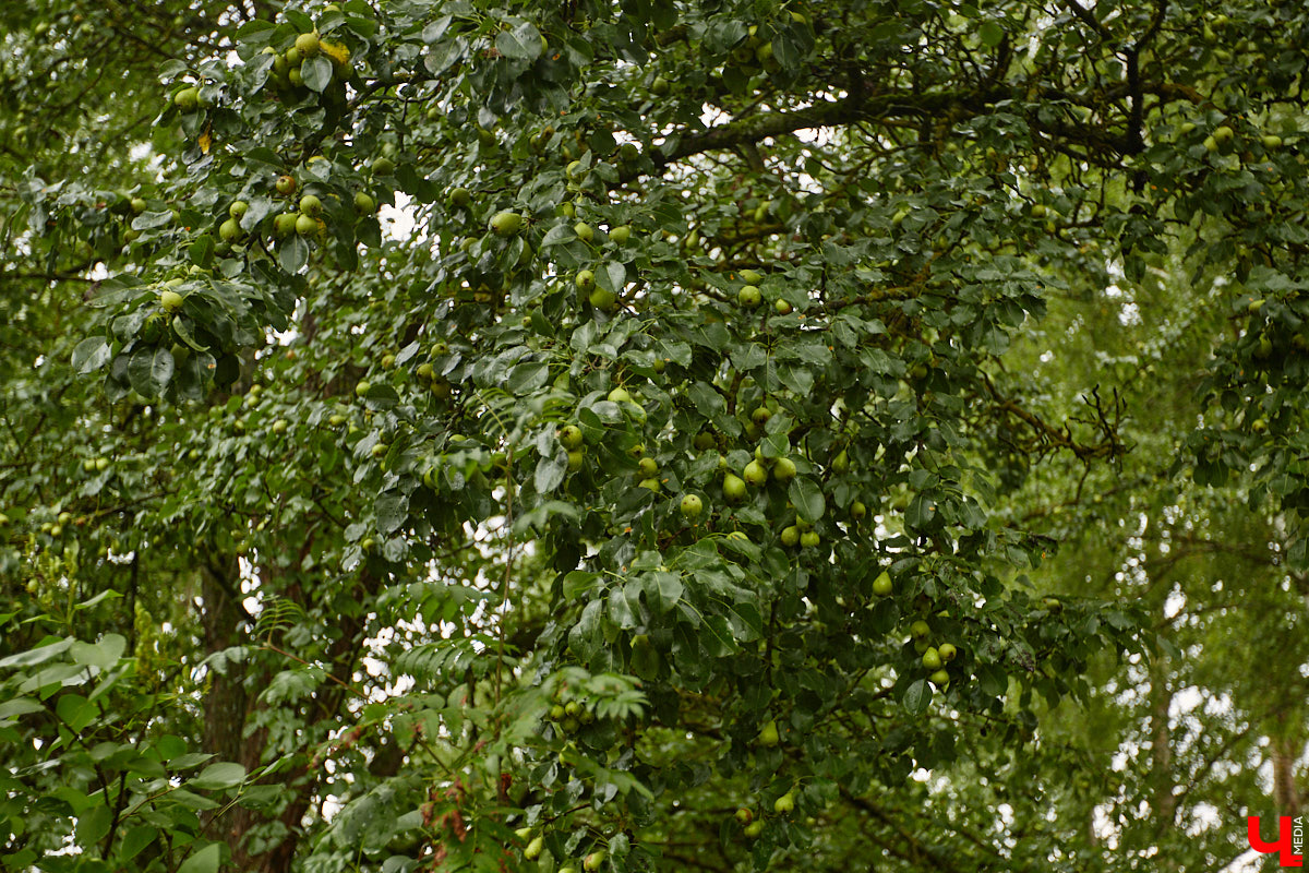 Юлия Лобова знает Пиганово от и до. Она приехала сюда с Урала в четырехлетнем возрасте. Жила в пятиэтажке с родителями, потом построила с мужем дом, вырастила двоих детей, теперь воспитывает внуков. Городской микрорайон менялся на ее глазах. Каким он был полвека назад, владимирский искусствовед рассказала «Ключ-Медиа».