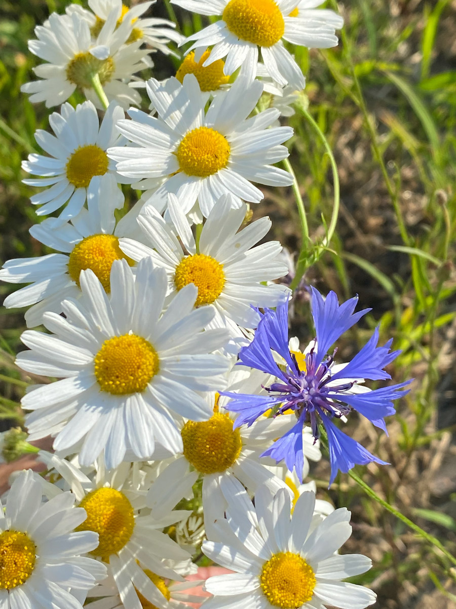 Семенов Нижегородской области     — удивительный русский город с     французской планировкой улиц, затерянный в     заповедных лесах. Он     встречает гостей сказочной хохломой и     дружелюбной матрешкой. Вот уж     действительно край контрастов! С     середины XVII века там скрывались тысячи людей, несогласных с     церковной реформой патриарха Никона. Община староверов сильна и     сегодня. Все самые интересные детали     — в     новом туре выходного дня!
