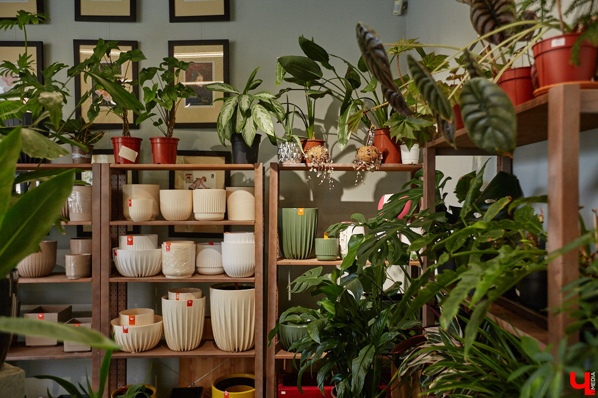 В день рождения принято дарить цветы, но владимирский бренд «Флора центр» ломает стереотипы. Сети салонов исполнилось 20 лет, и за это время она научилась сама собирать букеты под любой запрос. В честь знаменательной даты предлагаем вспомнить самые яркие вехи проекта.