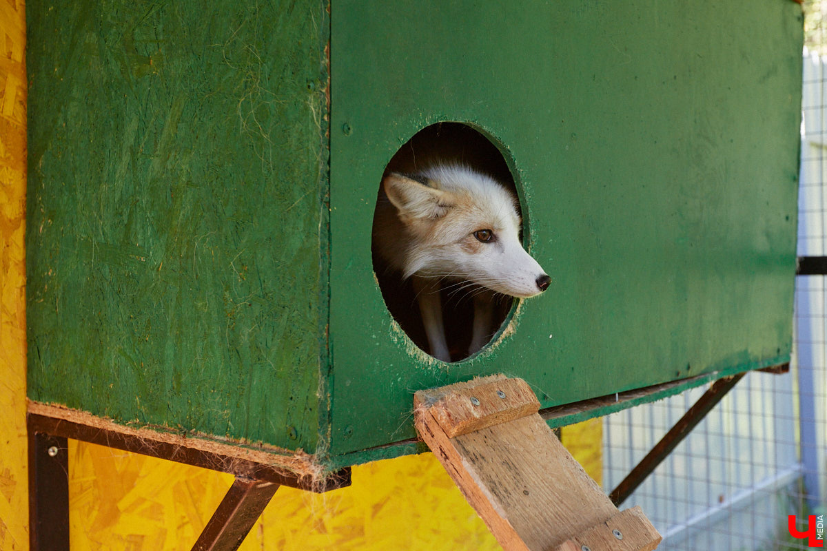 Лисицы в наших краях не редкость. И порой диким зверькам требуется помощь человека. Оказать ее поспешили сразу два владимирских волонтера. О своих экзотических питомцах Юлия Буйницкая и Марина Собянина рассказали «Ключ-Медиа».