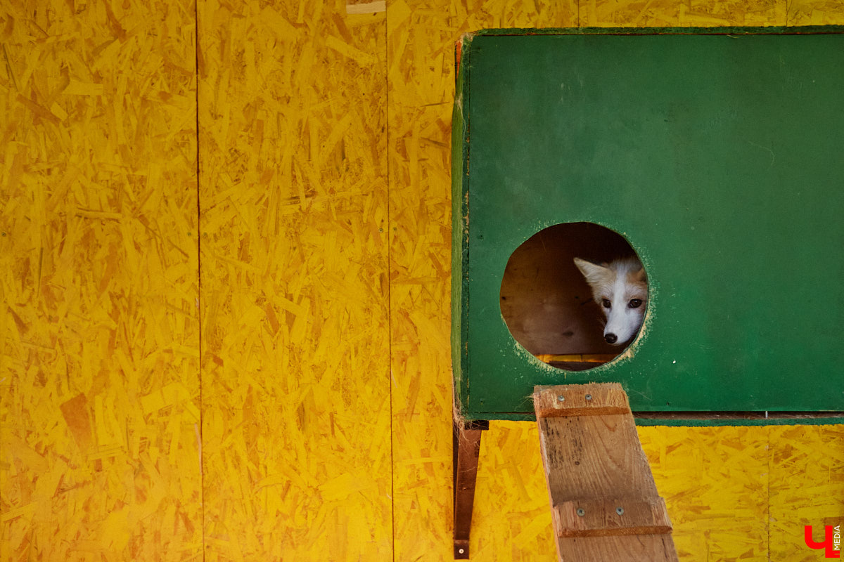 Лисицы в наших краях не редкость. И порой диким зверькам требуется помощь человека. Оказать ее поспешили сразу два владимирских волонтера. О своих экзотических питомцах Юлия Буйницкая и Марина Собянина рассказали «Ключ-Медиа».