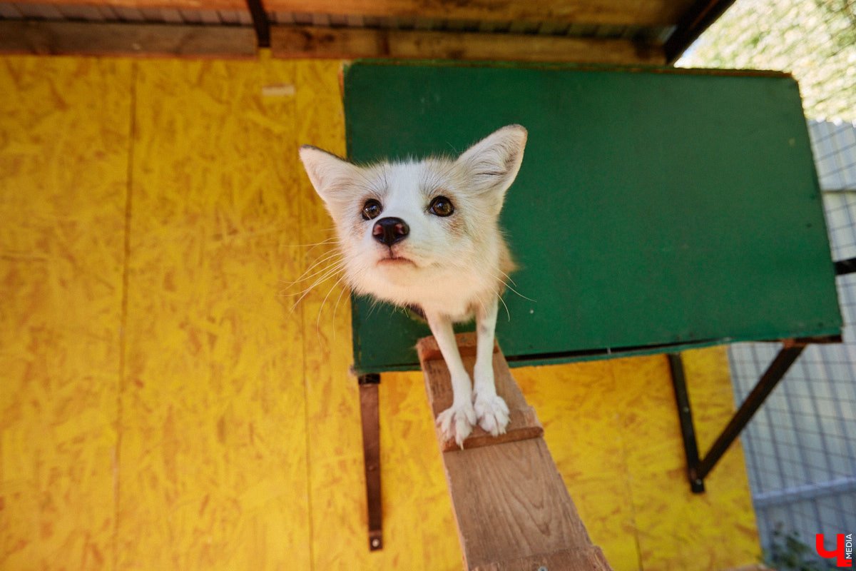 Лисицы в наших краях не редкость. И порой диким зверькам требуется помощь человека. Оказать ее поспешили сразу два владимирских волонтера. О своих экзотических питомцах Юлия Буйницкая и Марина Собянина рассказали «Ключ-Медиа».