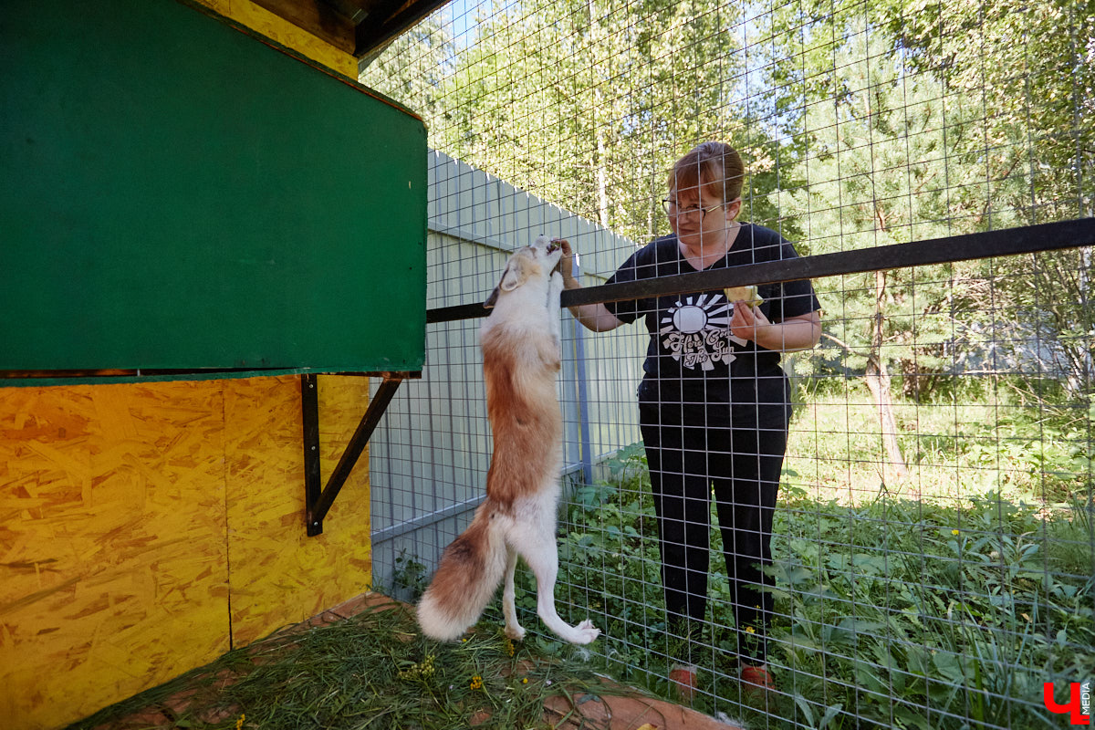 Лисицы в наших краях не редкость. И порой диким зверькам требуется помощь человека. Оказать ее поспешили сразу два владимирских волонтера. О своих экзотических питомцах Юлия Буйницкая и Марина Собянина рассказали «Ключ-Медиа».