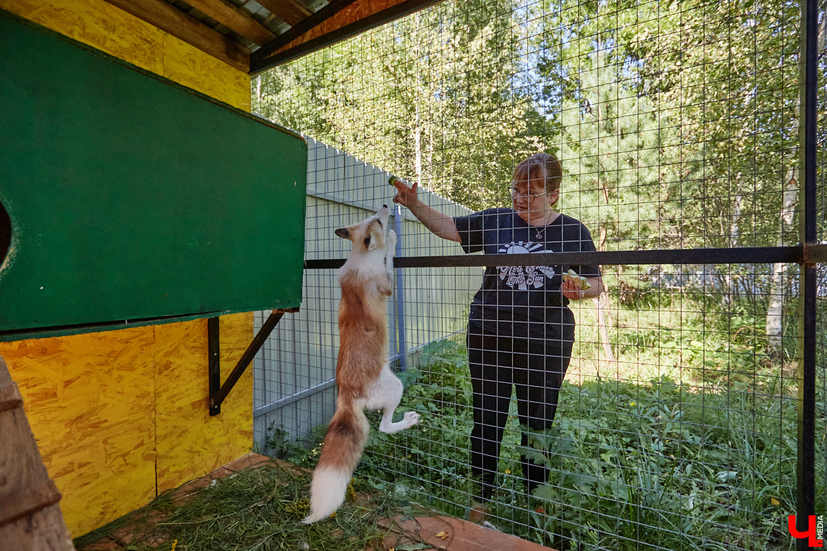 Лисицы в наших краях не редкость. И порой диким зверькам требуется помощь человека. Оказать ее поспешили сразу два владимирских волонтера. О своих экзотических питомцах Юлия Буйницкая и Марина Собянина рассказали «Ключ-Медиа».