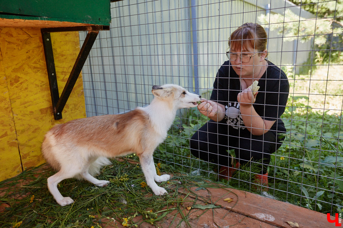 Лисицы в наших краях не редкость. И порой диким зверькам требуется помощь человека. Оказать ее поспешили сразу два владимирских волонтера. О своих экзотических питомцах Юлия Буйницкая и Марина Собянина рассказали «Ключ-Медиа».