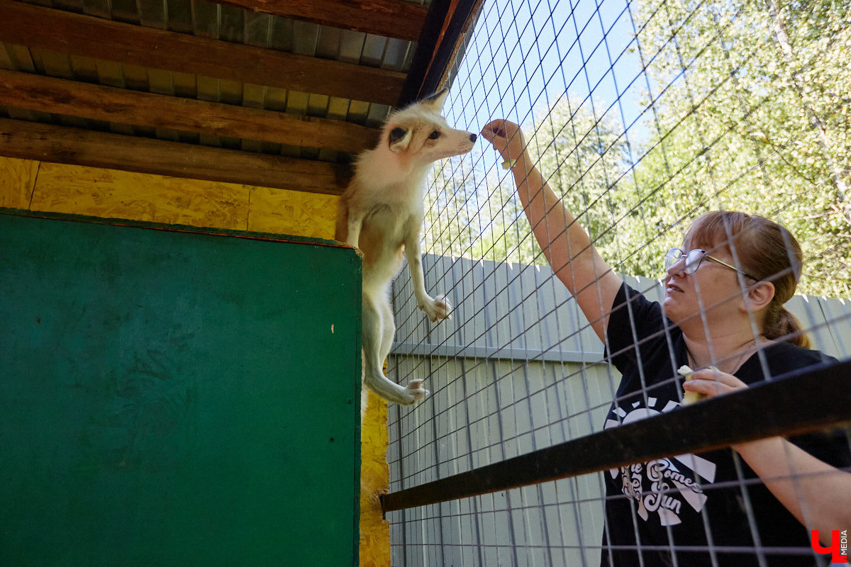 Лисицы в наших краях не редкость. И порой диким зверькам требуется помощь человека. Оказать ее поспешили сразу два владимирских волонтера. О своих экзотических питомцах Юлия Буйницкая и Марина Собянина рассказали «Ключ-Медиа».