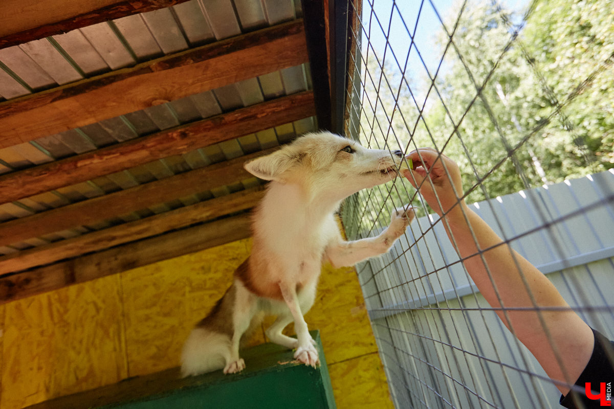 Лисицы в наших краях не редкость. И порой диким зверькам требуется помощь человека. Оказать ее поспешили сразу два владимирских волонтера. О своих экзотических питомцах Юлия Буйницкая и Марина Собянина рассказали «Ключ-Медиа».