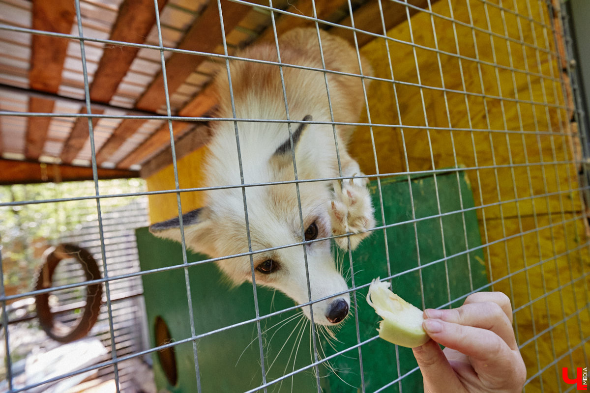 Лисицы в наших краях не редкость. И порой диким зверькам требуется помощь человека. Оказать ее поспешили сразу два владимирских волонтера. О своих экзотических питомцах Юлия Буйницкая и Марина Собянина рассказали «Ключ-Медиа».