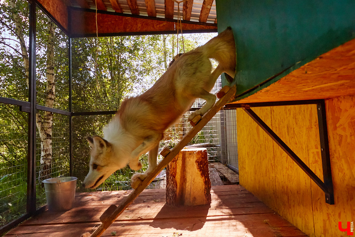 Лисицы в наших краях не редкость. И порой диким зверькам требуется помощь человека. Оказать ее поспешили сразу два владимирских волонтера. О своих экзотических питомцах Юлия Буйницкая и Марина Собянина рассказали «Ключ-Медиа».