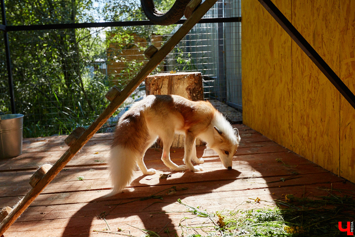 Лисицы в наших краях не редкость. И порой диким зверькам требуется помощь человека. Оказать ее поспешили сразу два владимирских волонтера. О своих экзотических питомцах Юлия Буйницкая и Марина Собянина рассказали «Ключ-Медиа».