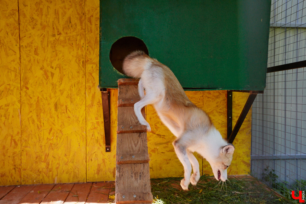 Лисицы в наших краях не редкость. И порой диким зверькам требуется помощь человека. Оказать ее поспешили сразу два владимирских волонтера. О своих экзотических питомцах Юлия Буйницкая и Марина Собянина рассказали «Ключ-Медиа».